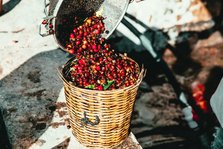 a person scooping coffee beans into a basket