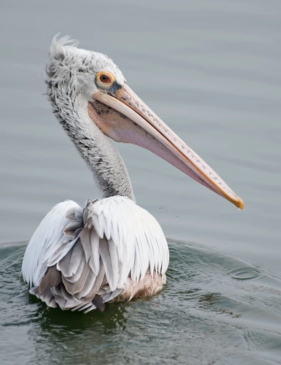 a big bird standing out in the water