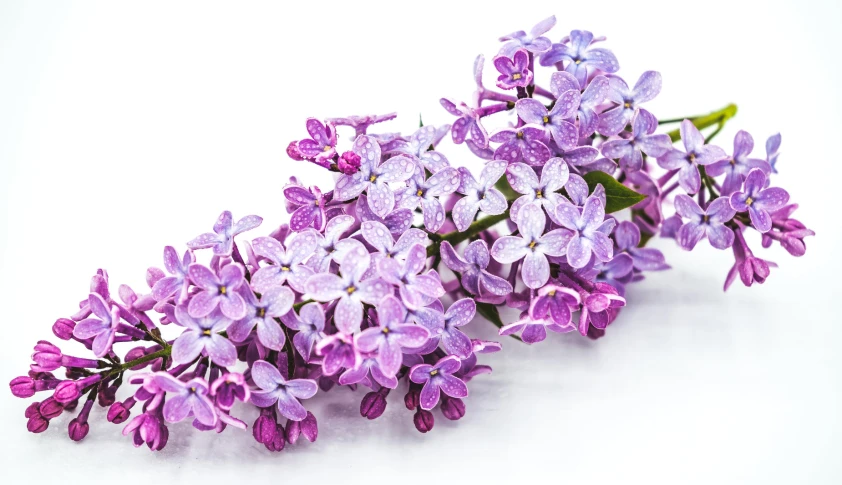 purple flowers that are in flower sitting next to each other