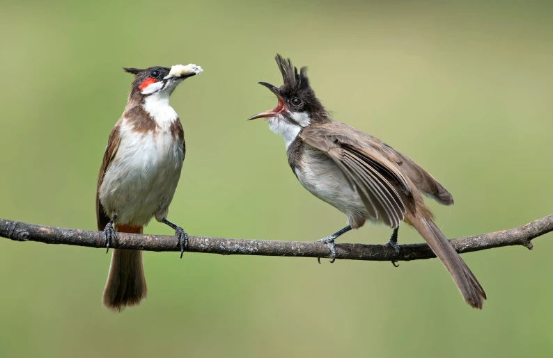 two birds with beaks that are sitting on a nch