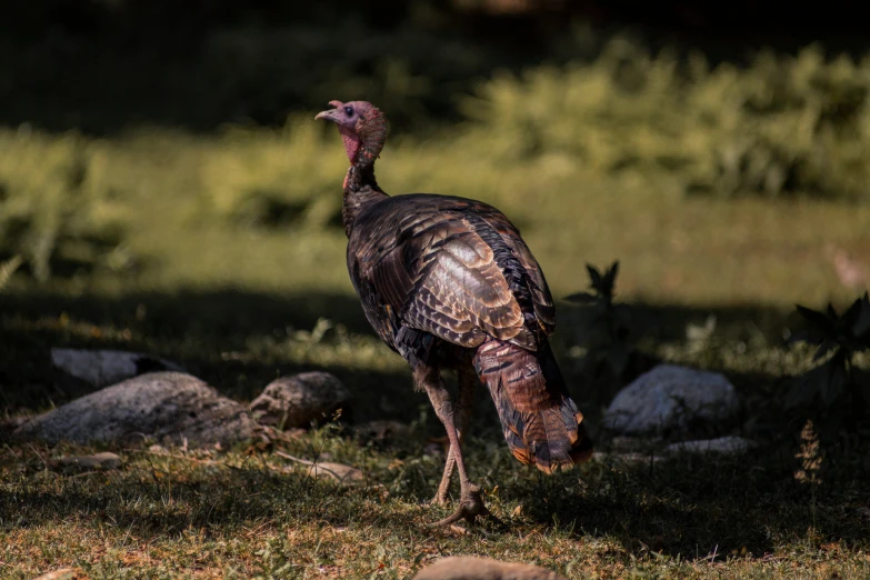 a brown turkey in a grassy area on a sunny day