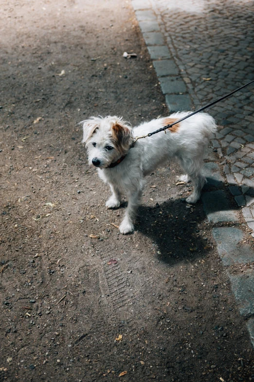 a small white dog tied to a leash