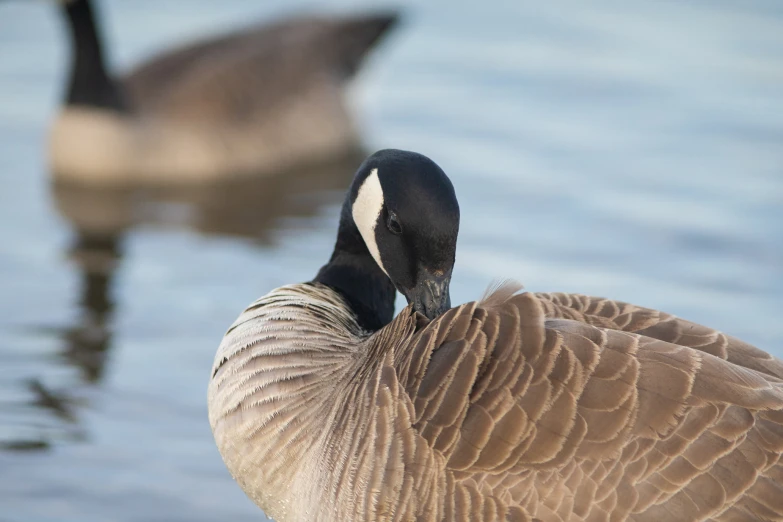 a pair of geese swim in water together