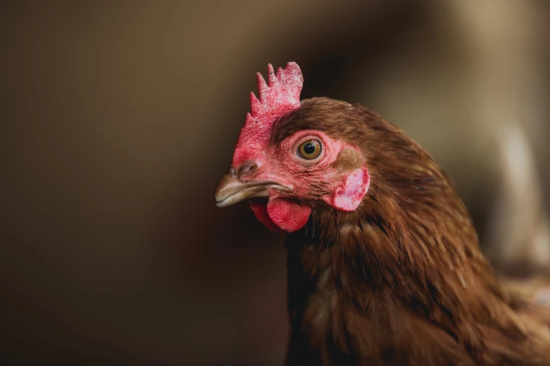 a close up s of a chicken in profile