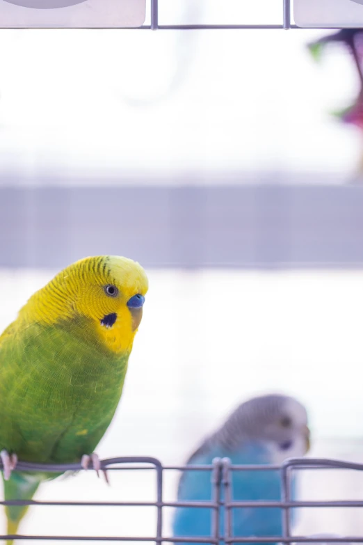 a yellow and green bird is in the cage