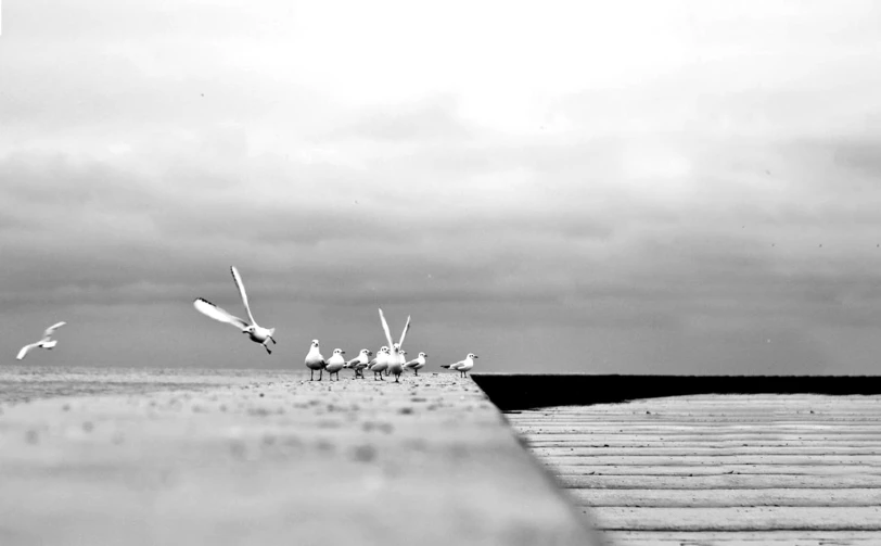 black and white po of birds flying over water