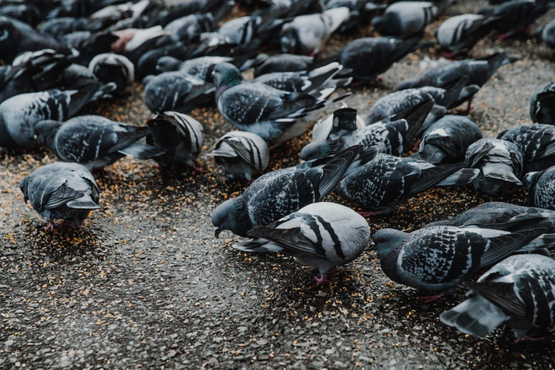 a lot of birds are standing on the ground together