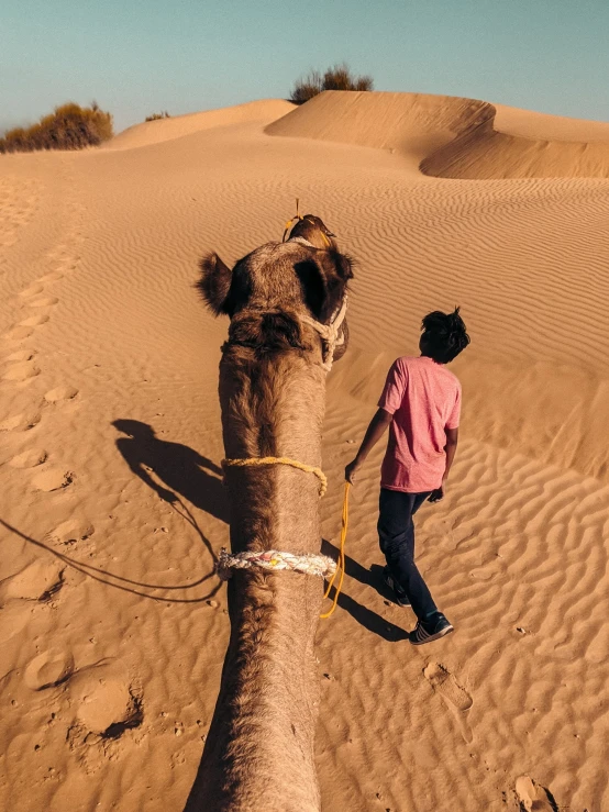 a person is walking a camel in the desert