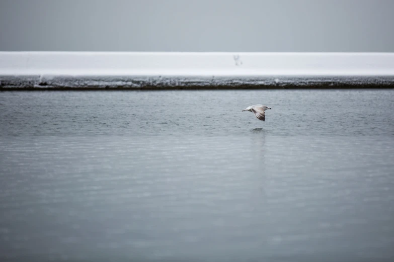 the bird is swimming in the water with his wings out