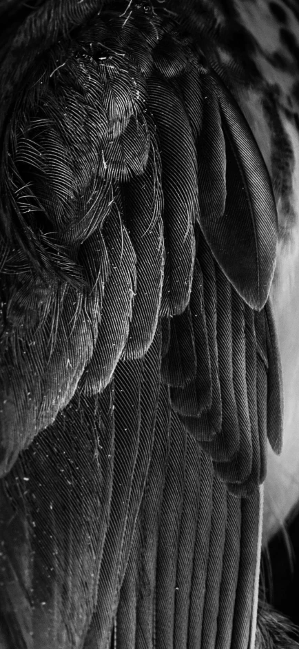 an extreme close up of the back and wing ends of a bird