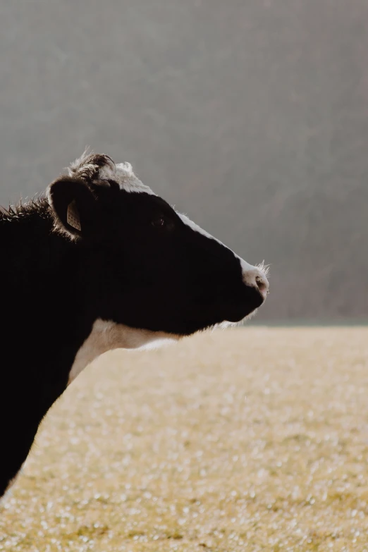 there is a large black and white cow standing in the field