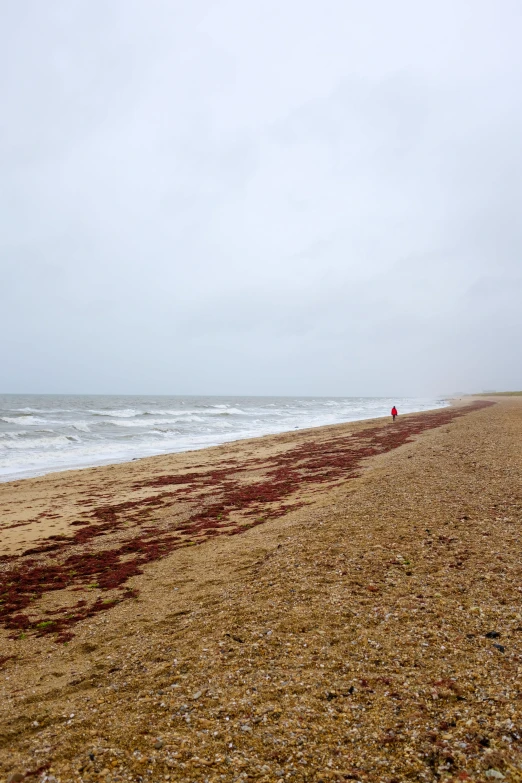 a long row of seaweed along a beach