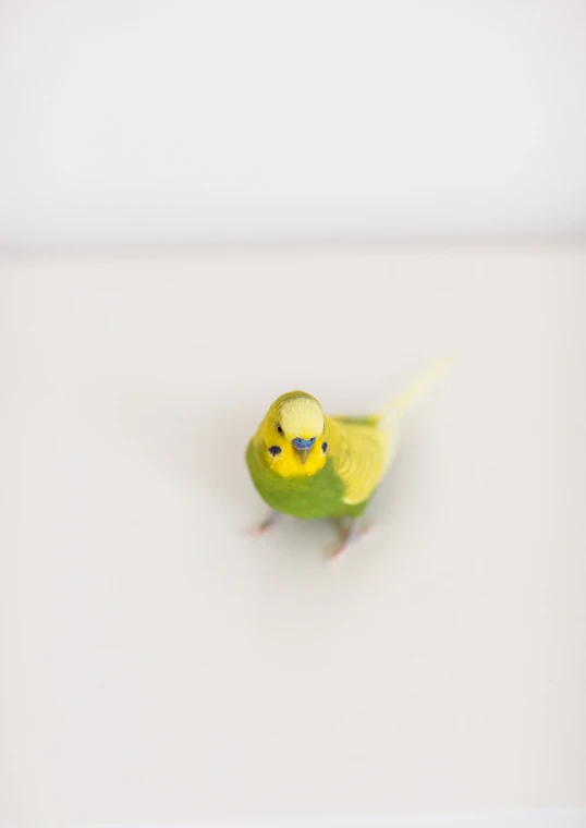 a small yellow bird with blue eyes on the head