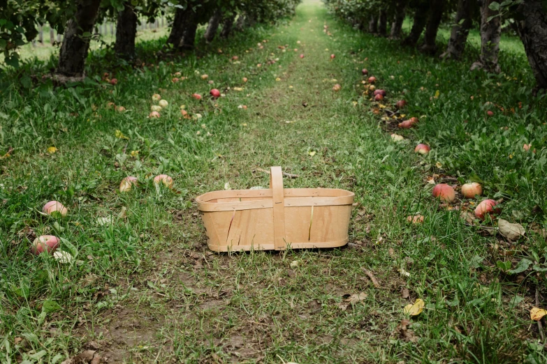 a basket made of wood sitting in a forest