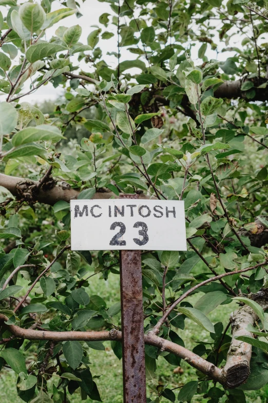 a white sign sitting in front of a tree filled with leaves