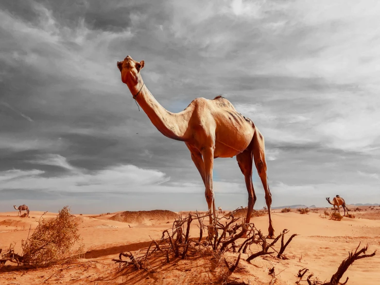 a camel is looking into the distance in a desert