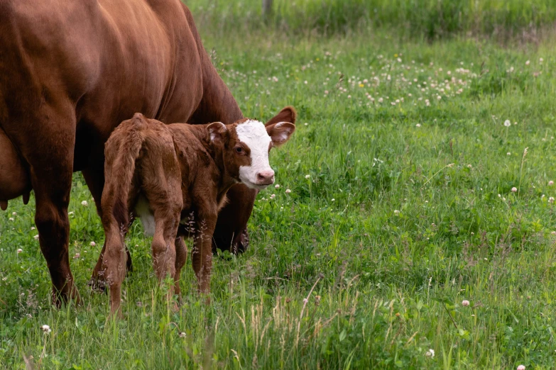 a brown and white cow standing next to a calf in a field