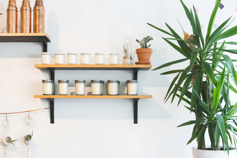 shelves hold many different types of candles and house plants