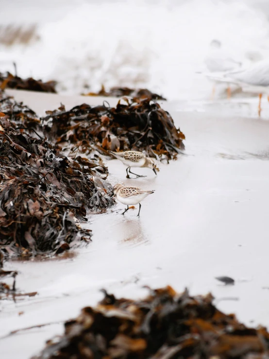 three sandpipes and several seaweed on the ground