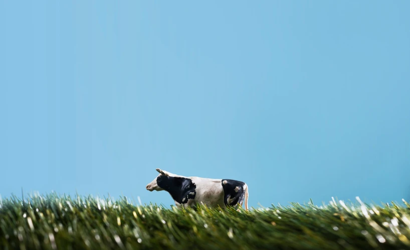 a cow standing alone in a grassy field