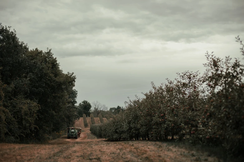 an open area with many trees on one side and a green truck on the other