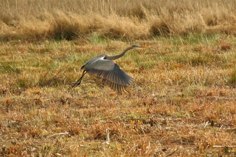 a bird flies low over an open field