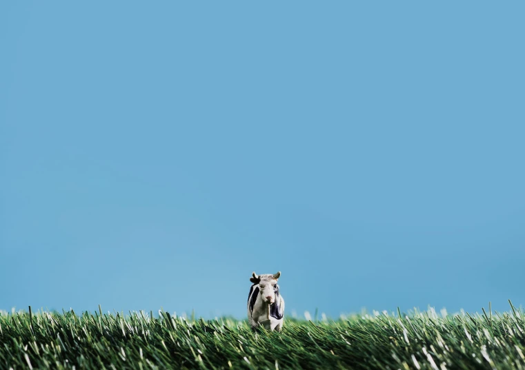 the cow is standing on grass in the blue sky