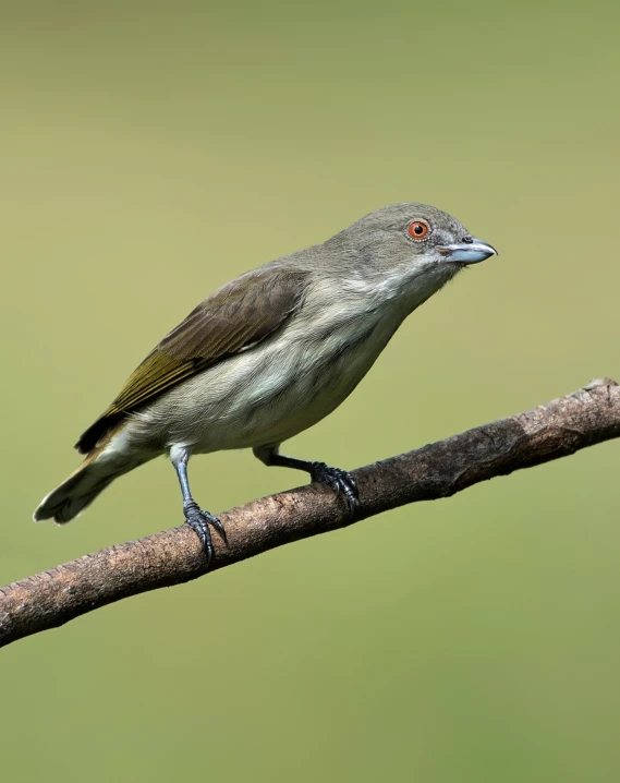 a small gray and green bird is sitting on a tree limb