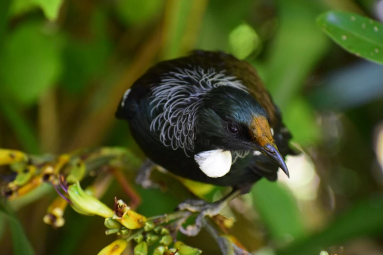 a bird sitting on the nch of a tree