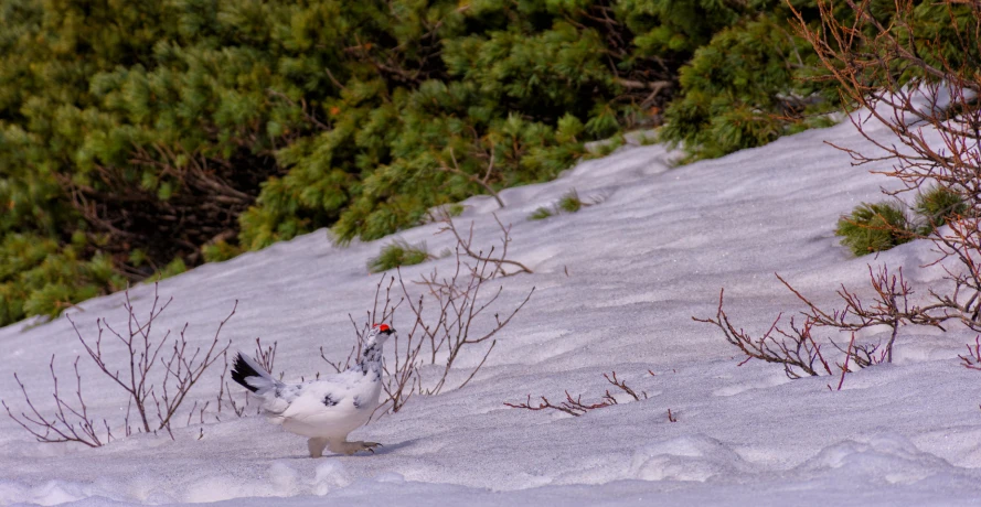 a bird standing in the snow next to some bushes