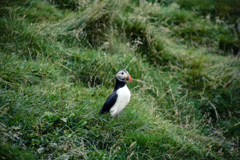 a bird sitting in some green grass with it's beak in its mouth