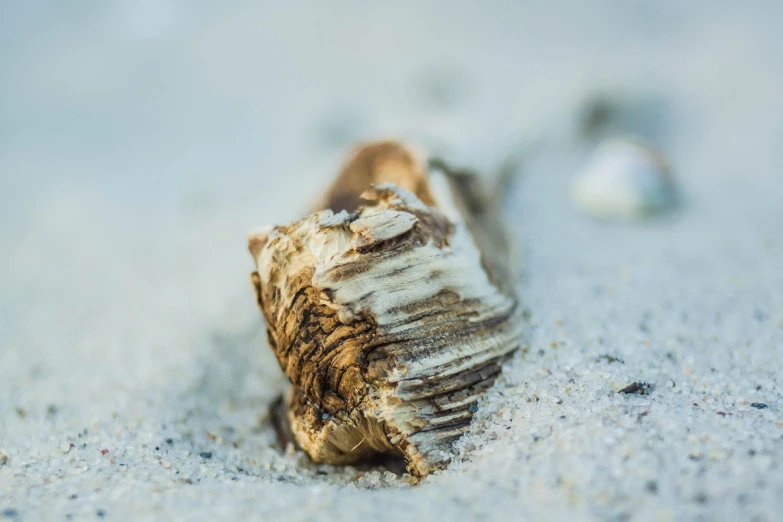 a shell sits in the sand near a sea ball