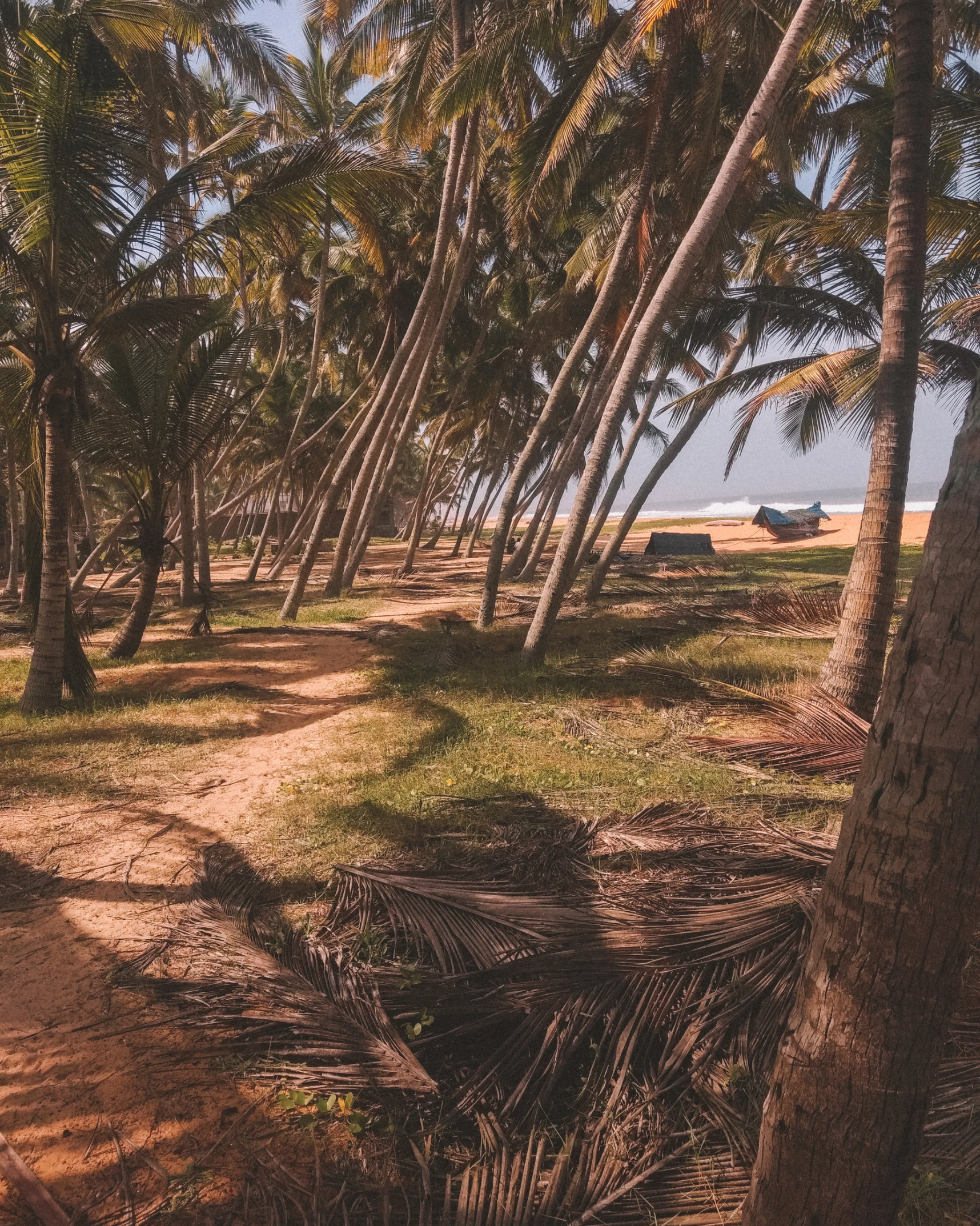 a road between a lot of palm trees and beach