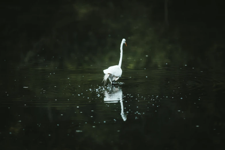 a large white bird that is standing in the water