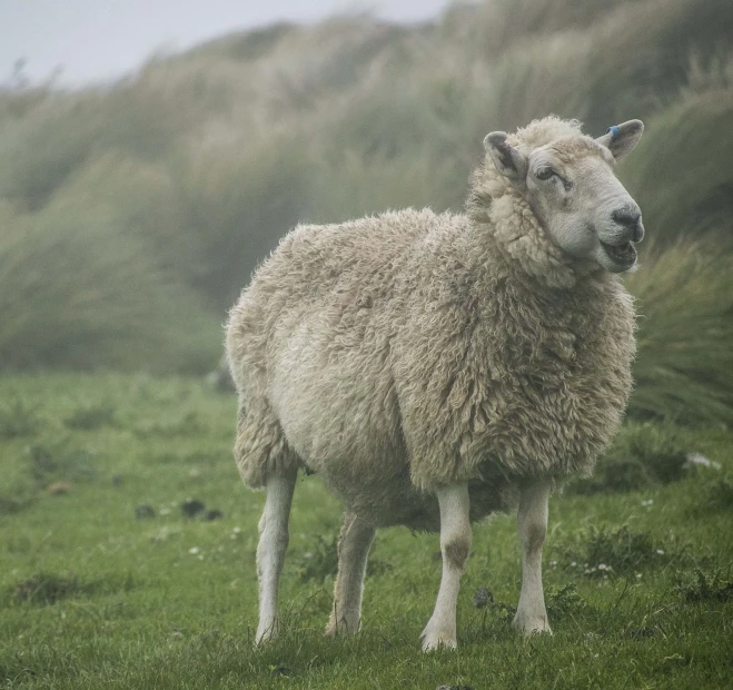 a lamb is standing in the grass outside