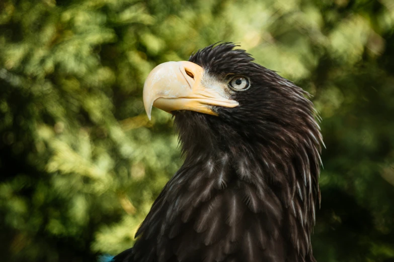 the black eagle with a big beak is looking at soing