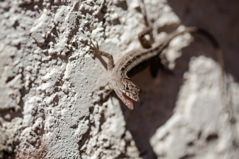 a small lizard is standing on a wall
