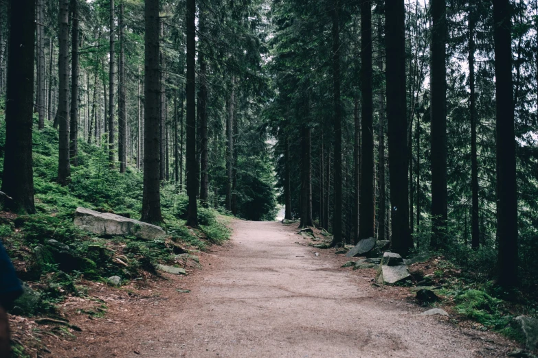 a dirt road passing through the forest with trees in the background