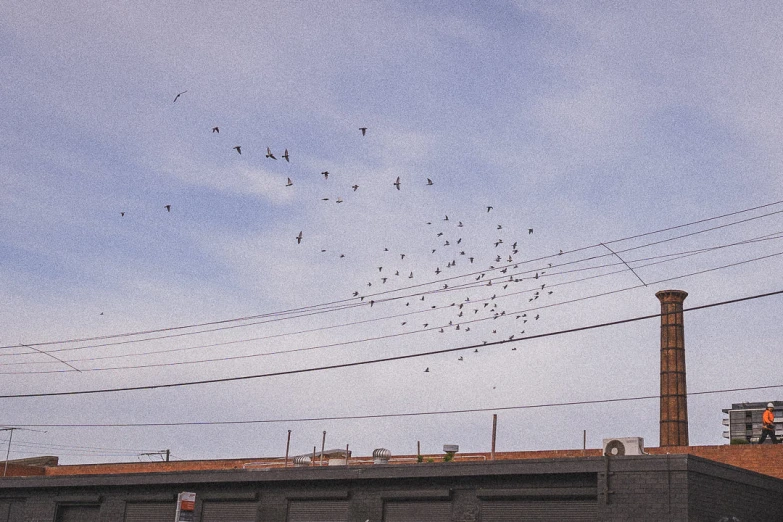 there are a large flock of birds flying over this building