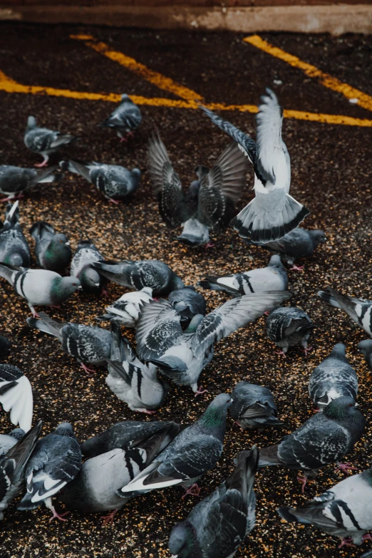 many birds are sitting around and flying