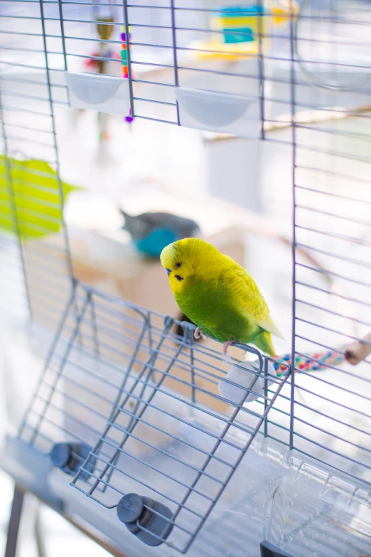 a green bird is sitting on a cage