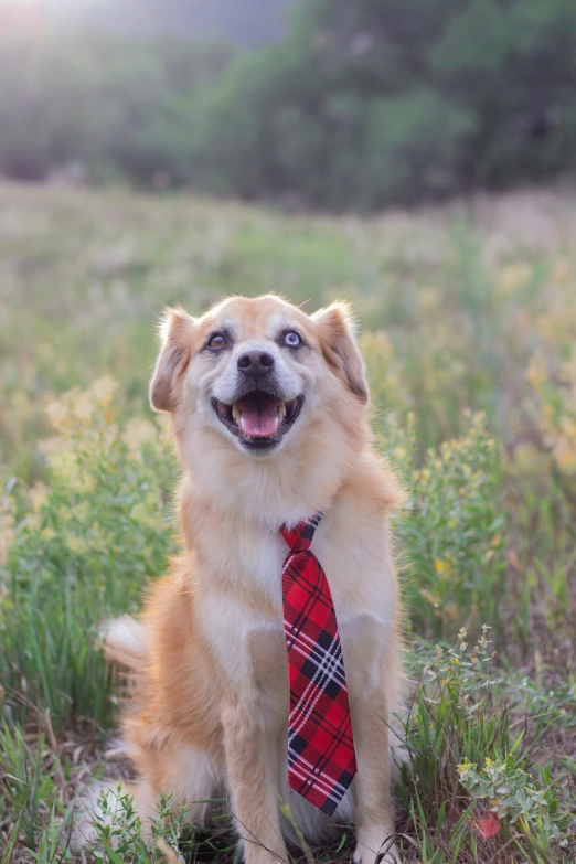 a golden retriever dog wearing a red, black and white plaid tie