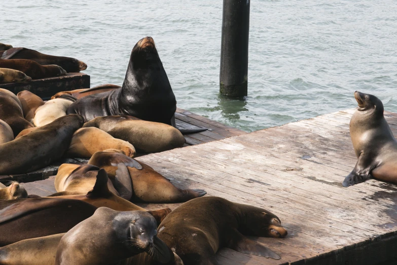 the sea lions are lying in the water at the dock