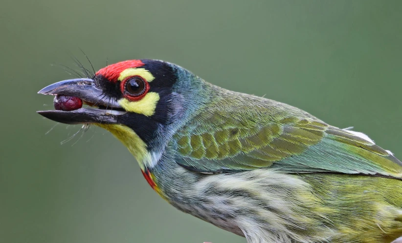 a large colorful bird with long beaks sitting on top of a tree