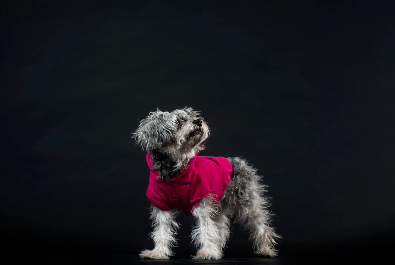 a grey dog wearing a pink shirt looking up