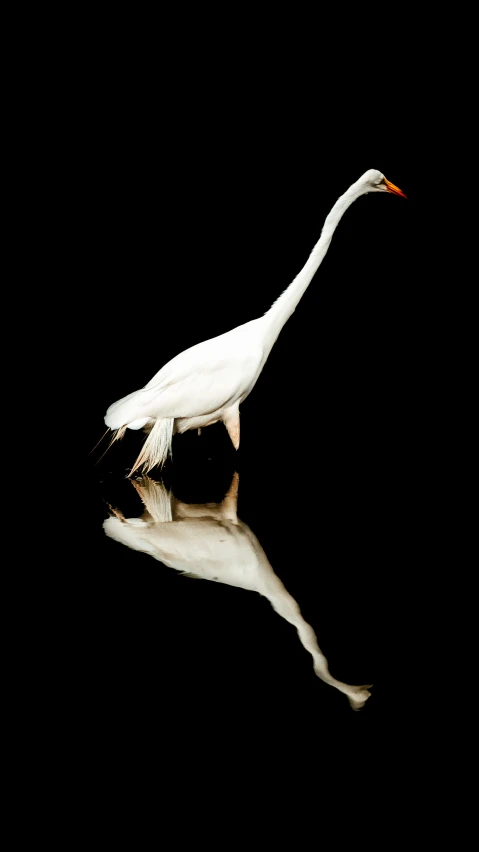 a crane is standing in the water and looking for food