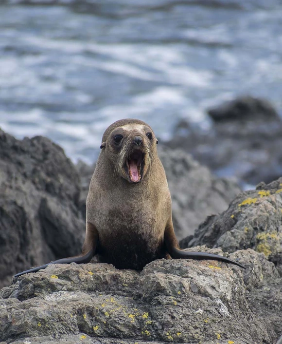 a sea lion sitting on some rocks looking for fish