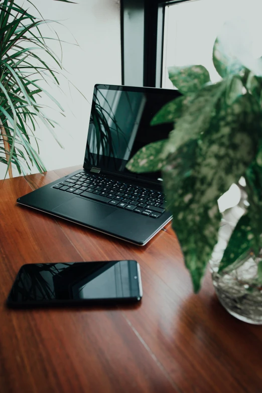 two laptops side by side on a table with plant in the background