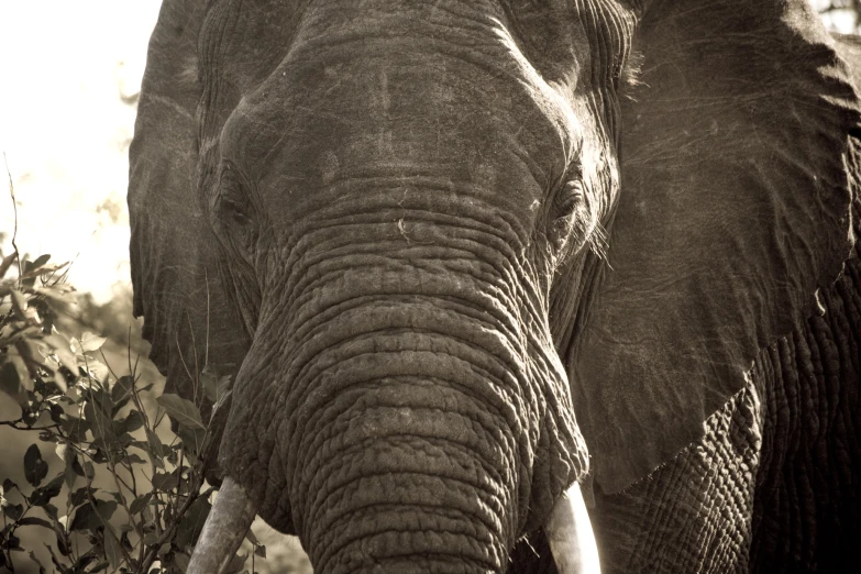 a big elephant that is standing next to some bushes