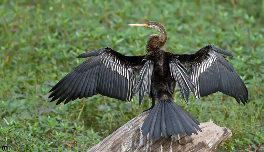 a very big pretty bird perched on top of a rock